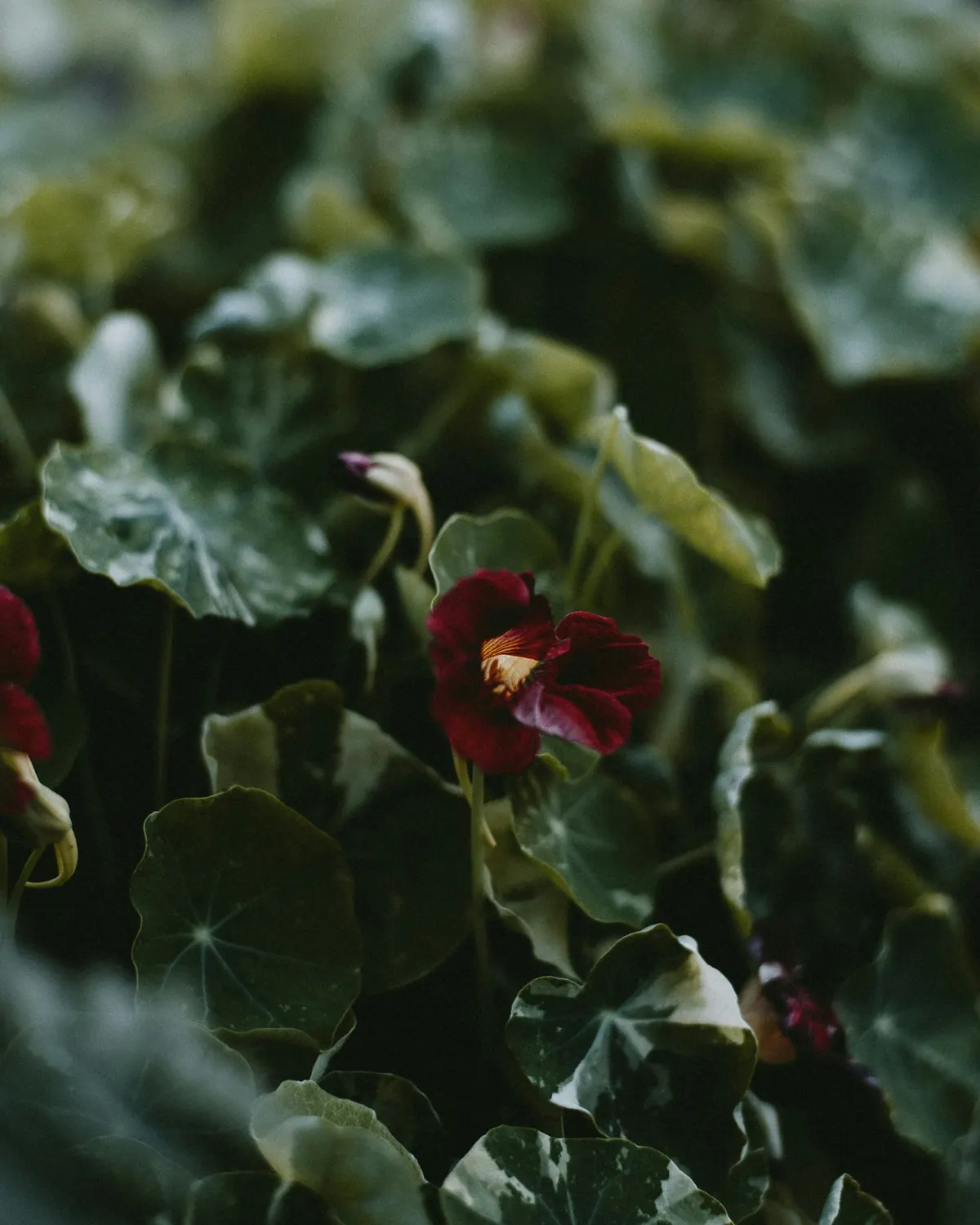 Burgundy flowers among deep green leaves