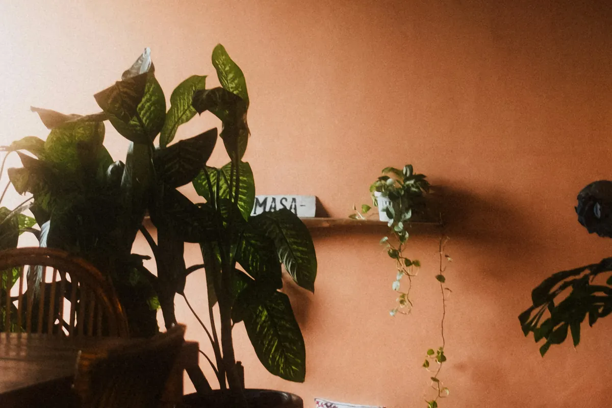 Plants against a warm terracotta wall in evening light