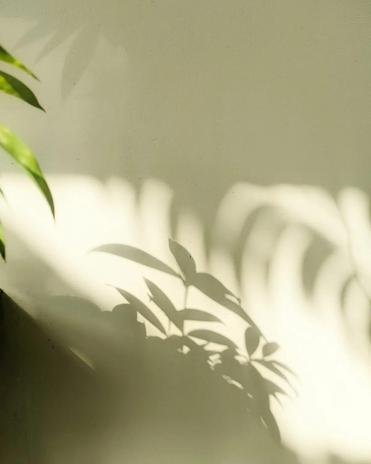 The shadow of a plant moving across a sunlit wall